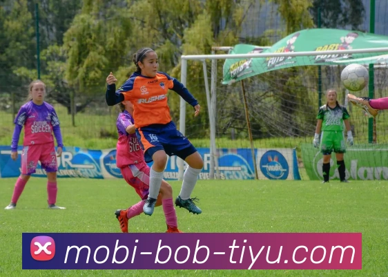 BOB体育平台生态图